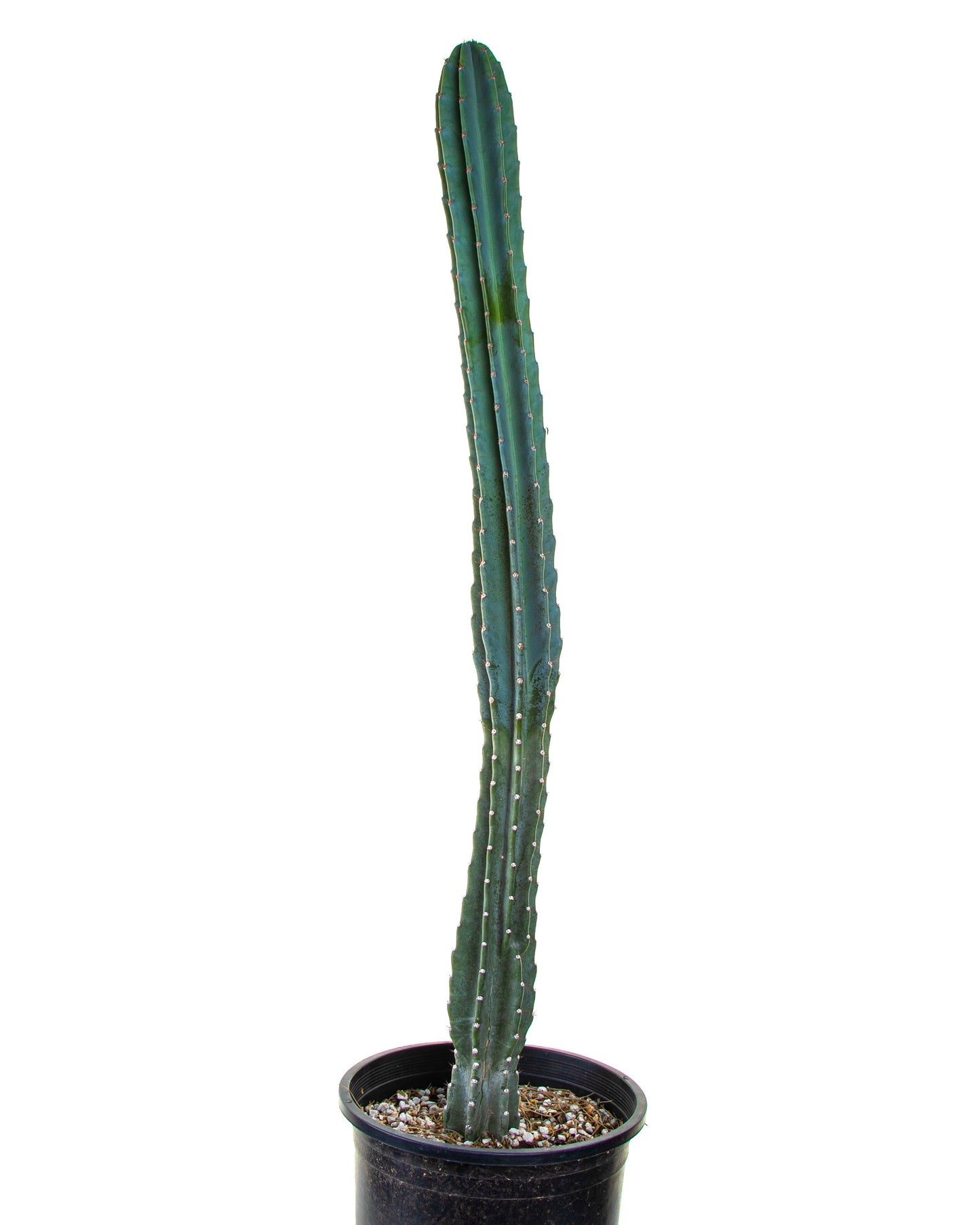 Peruvian Apple Cactus