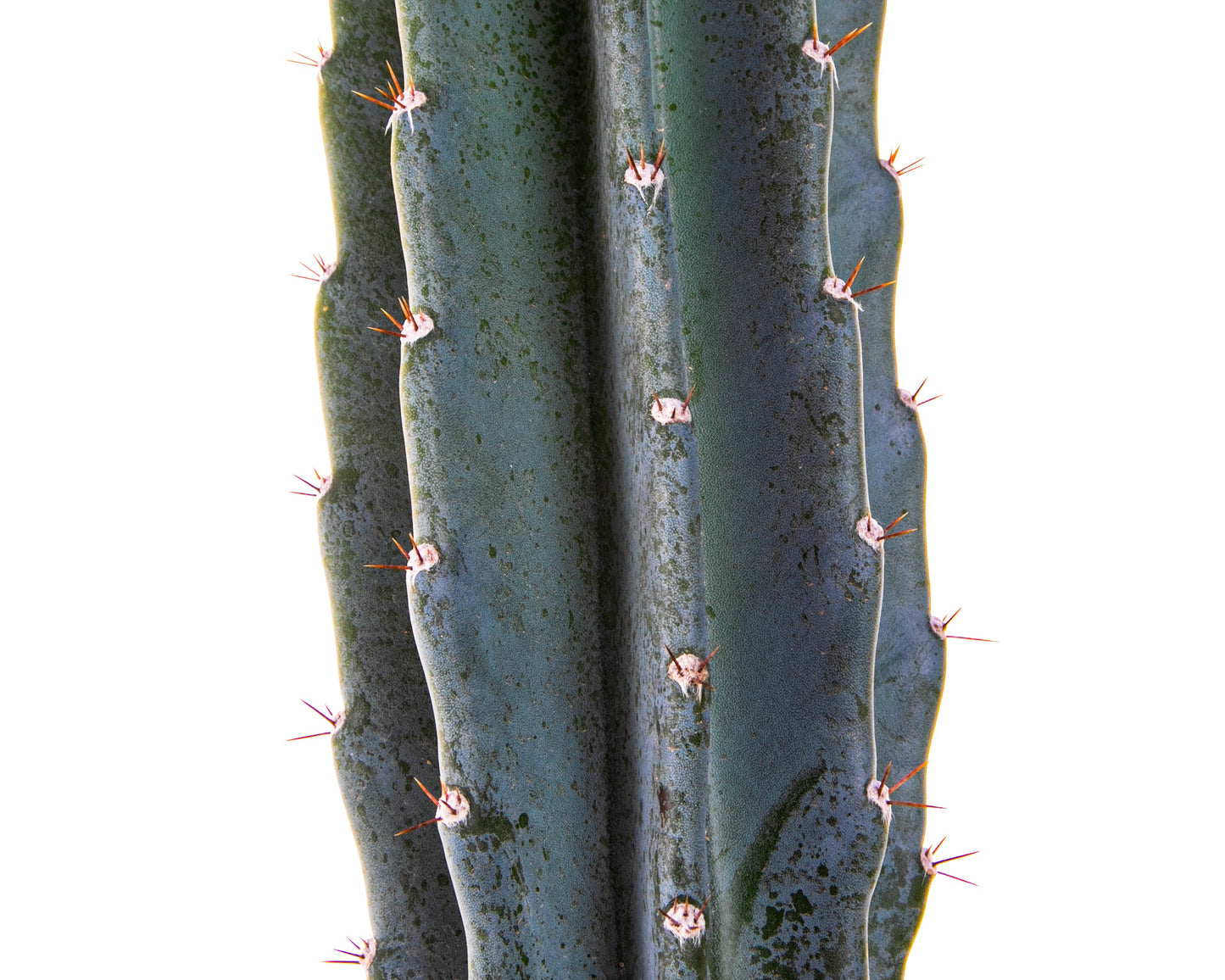 Peruvian Apple Cactus