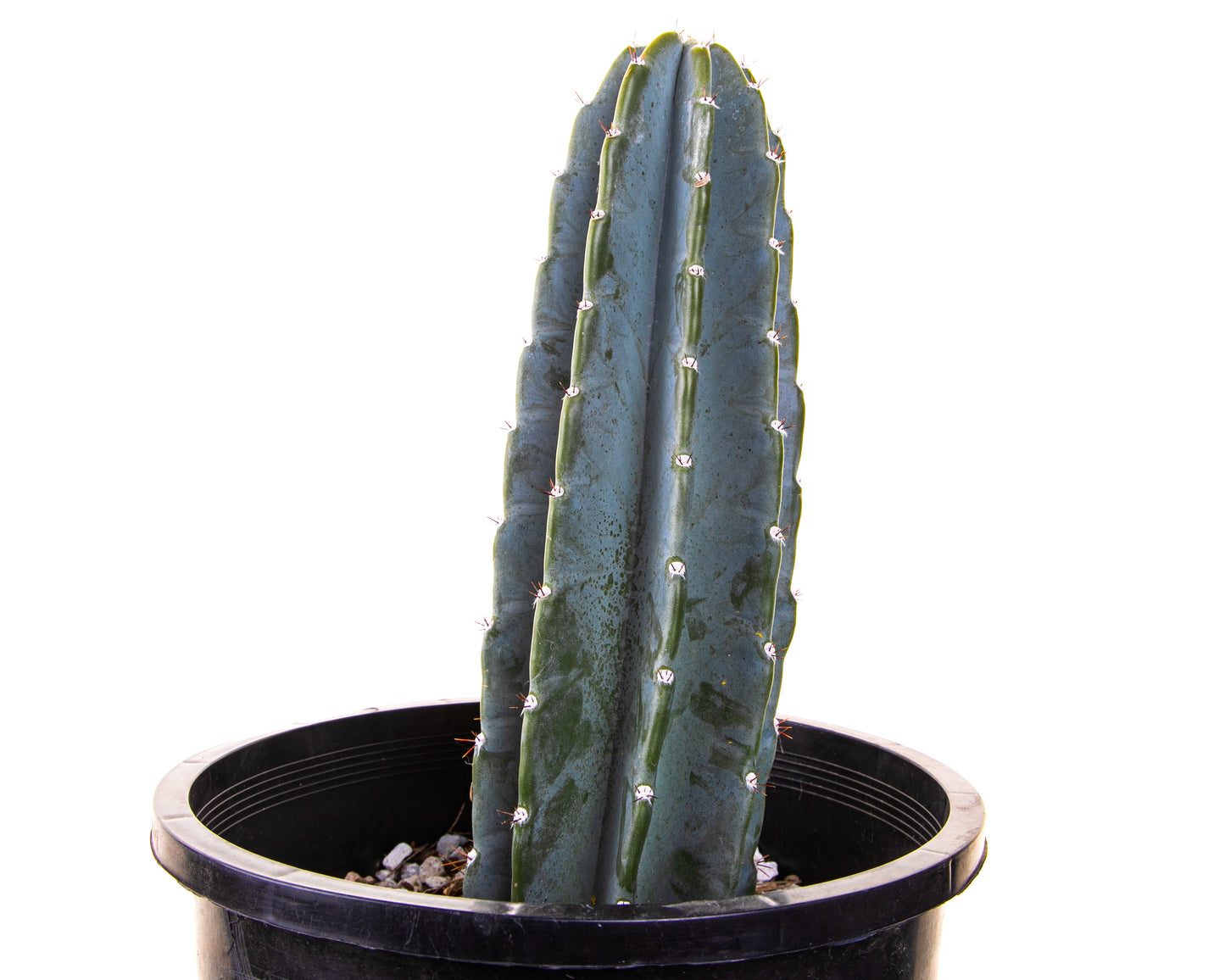Peruvian Apple Cactus