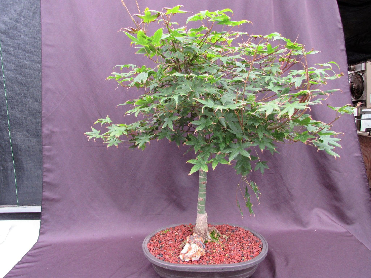 41 Year Old Shindeshojo Japanese Maple Specimen Bonsai Tree