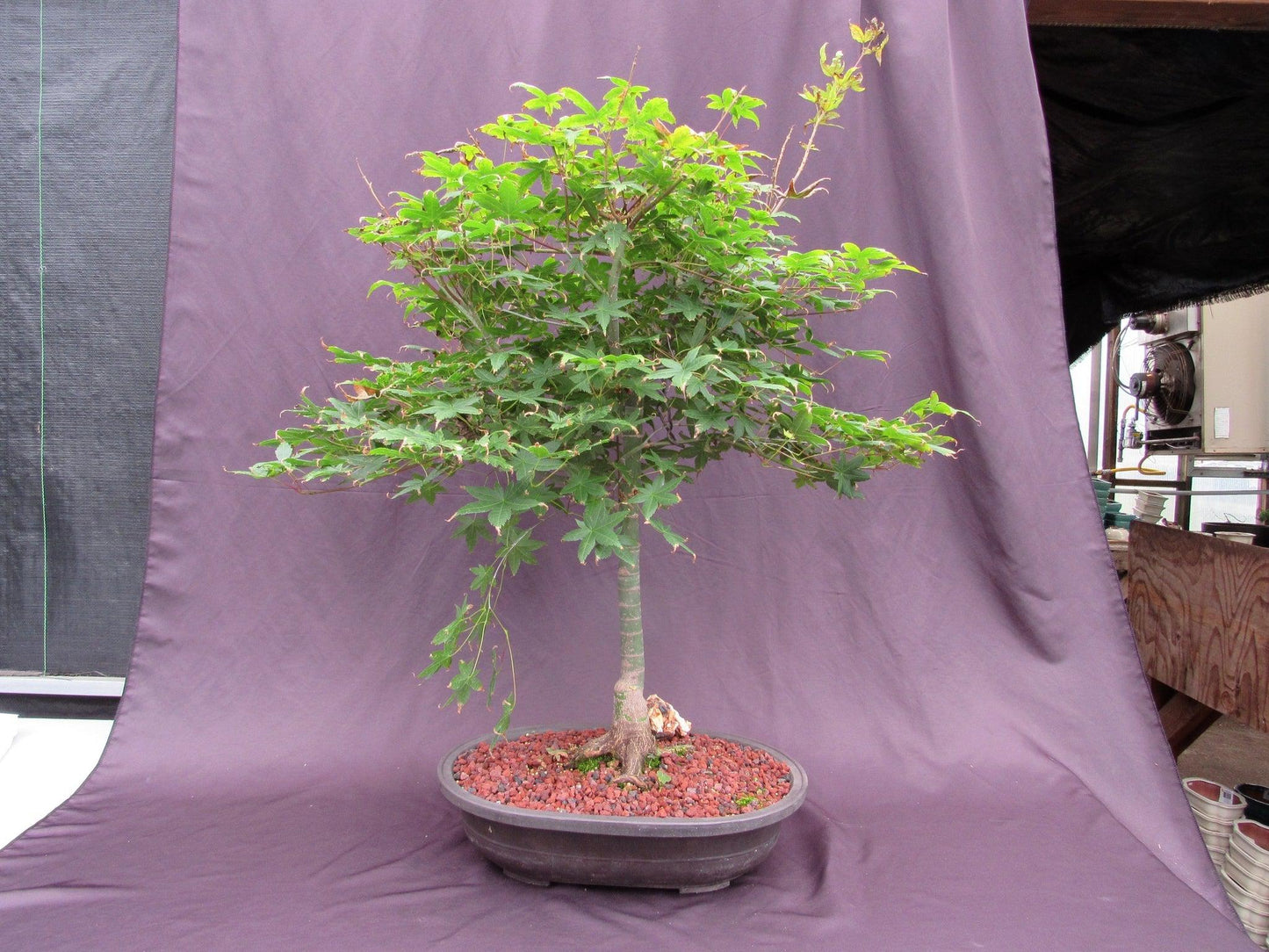 41 Year Old Shindeshojo Japanese Maple Specimen Bonsai Tree