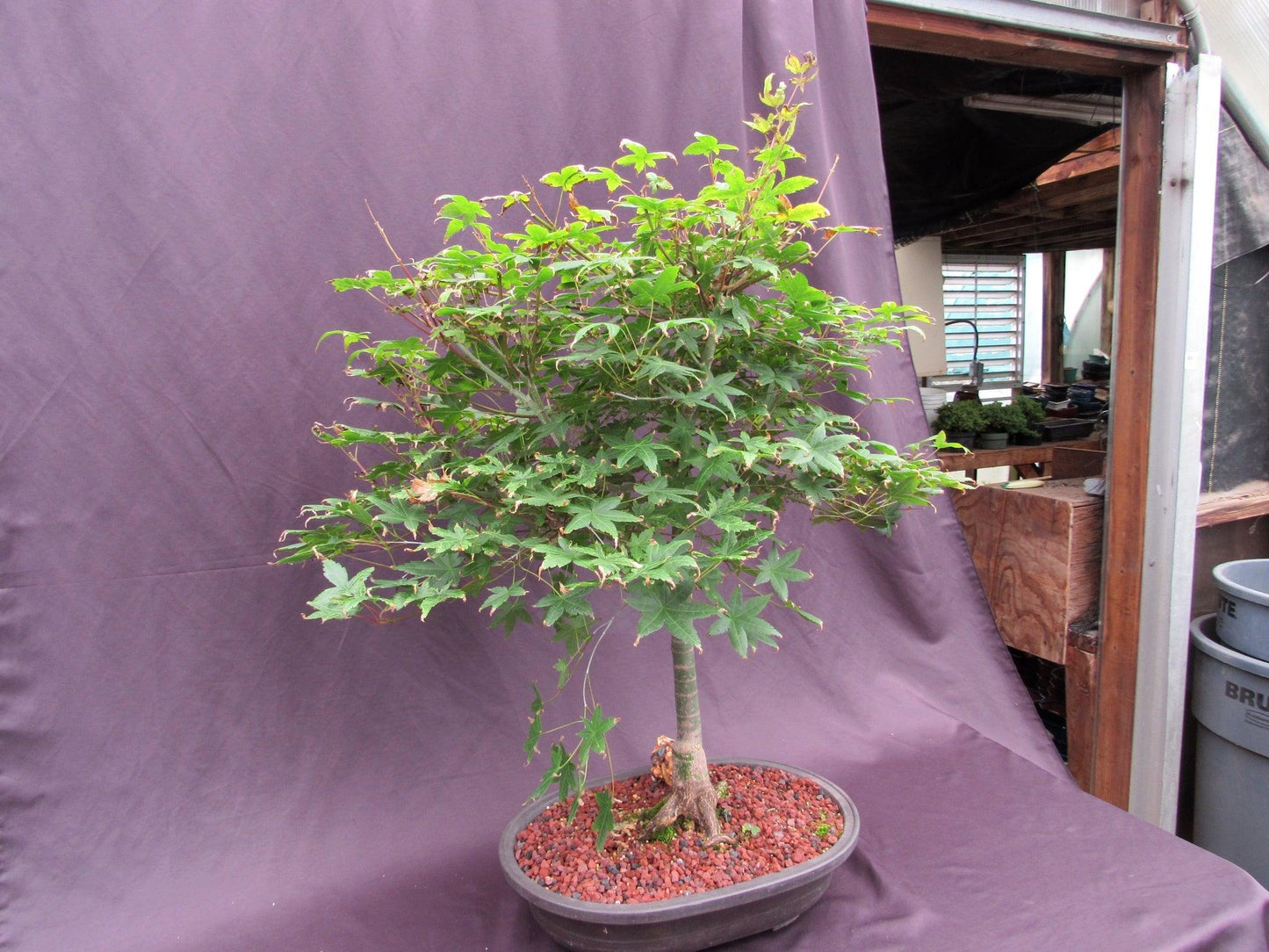 41 Year Old Shindeshojo Japanese Maple Specimen Bonsai Tree