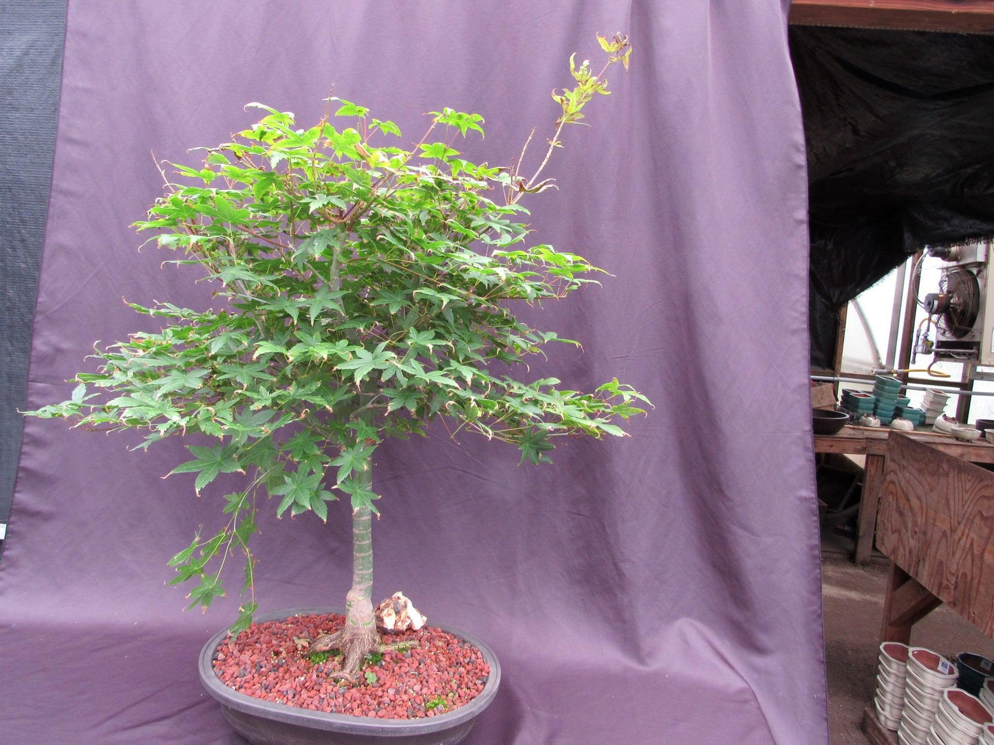 41 Year Old Shindeshojo Japanese Maple Specimen Bonsai Tree