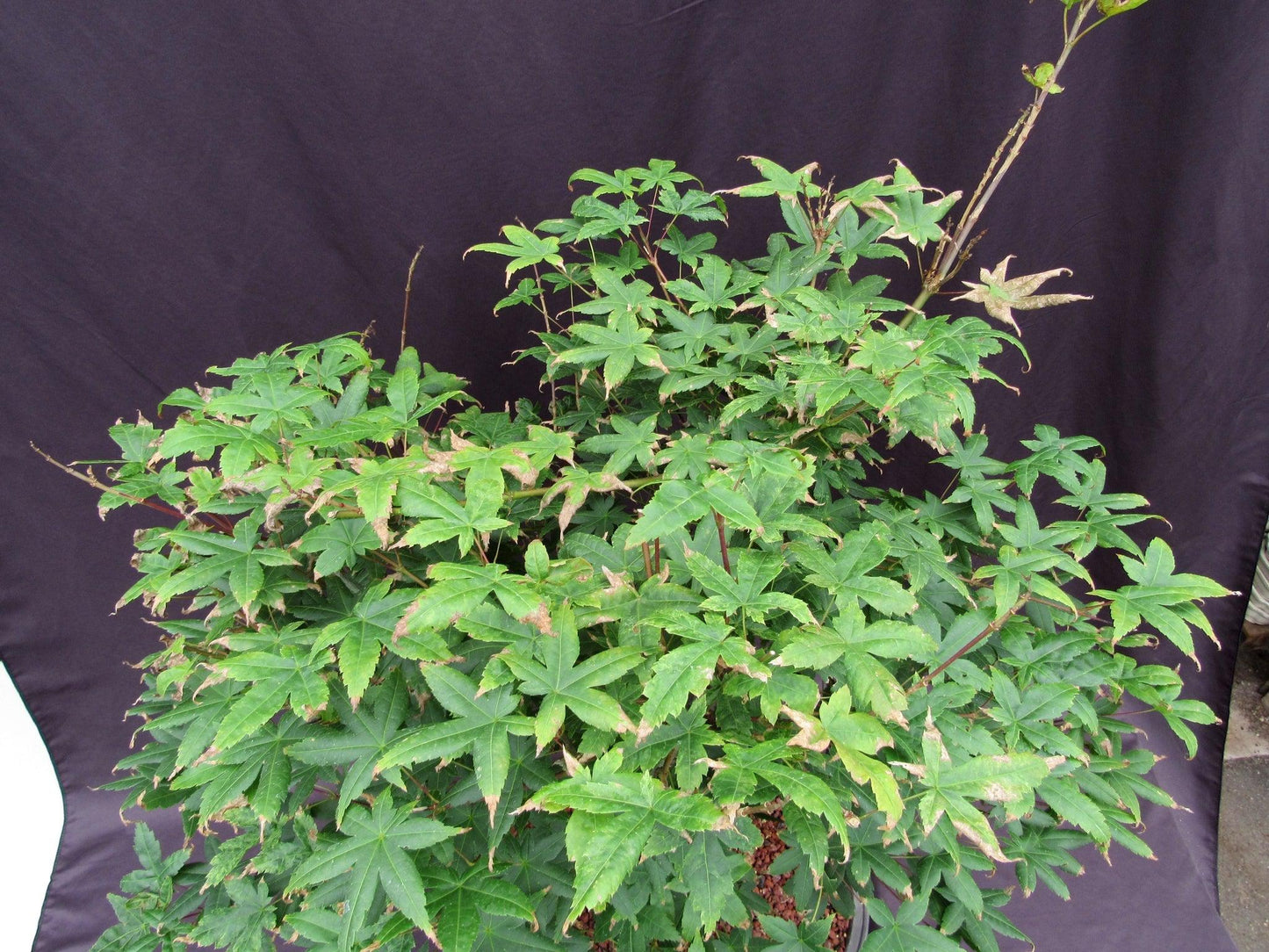 41 Year Old Shindeshojo Japanese Maple Specimen Bonsai Tree