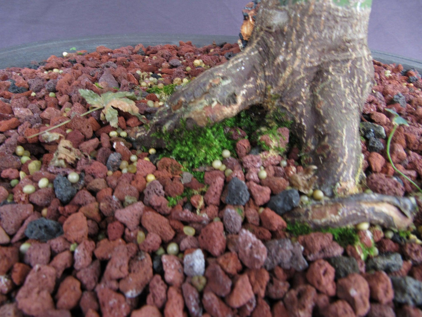 41 Year Old Shindeshojo Japanese Maple Specimen Bonsai Tree