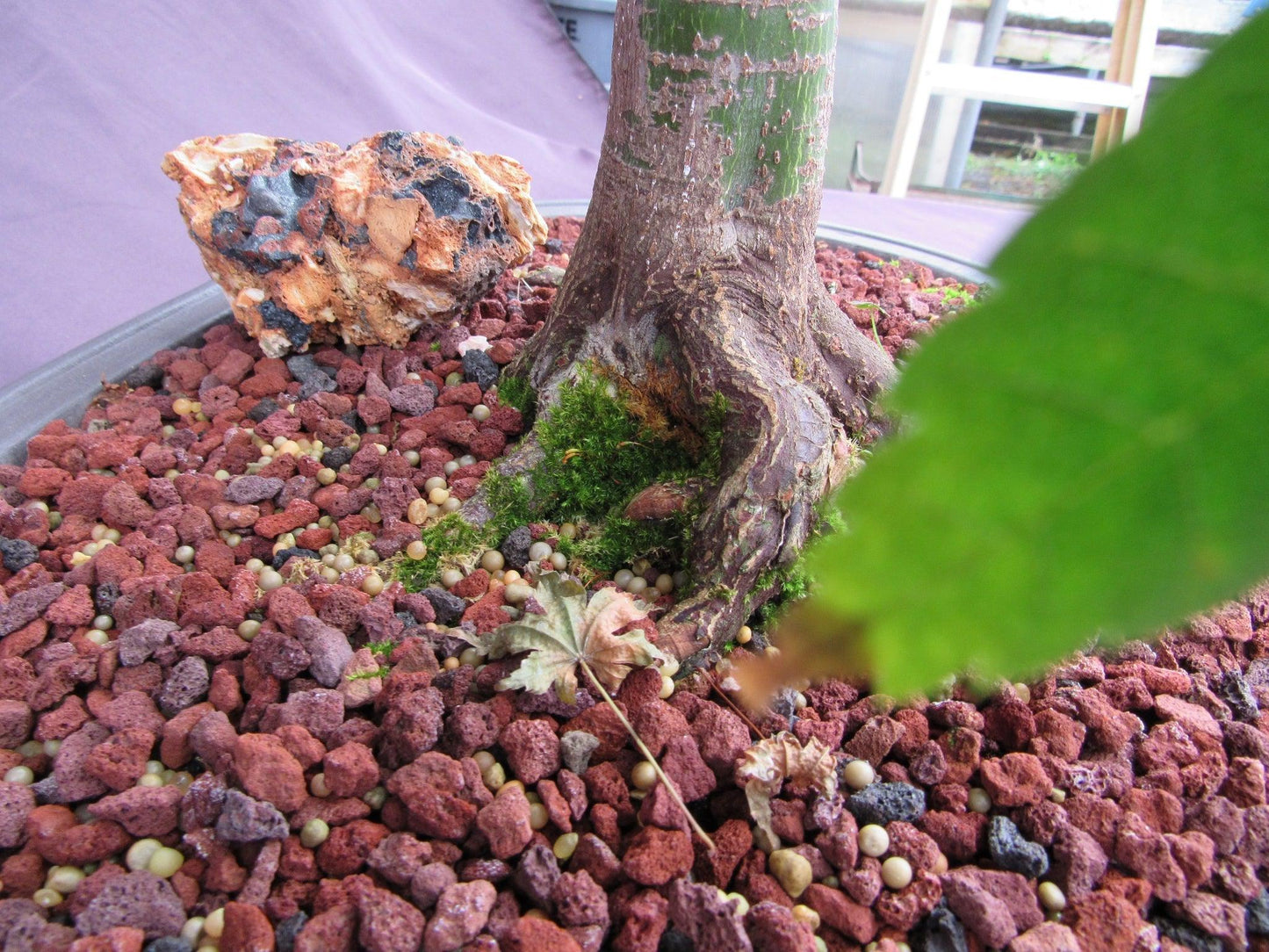 41 Year Old Shindeshojo Japanese Maple Specimen Bonsai Tree