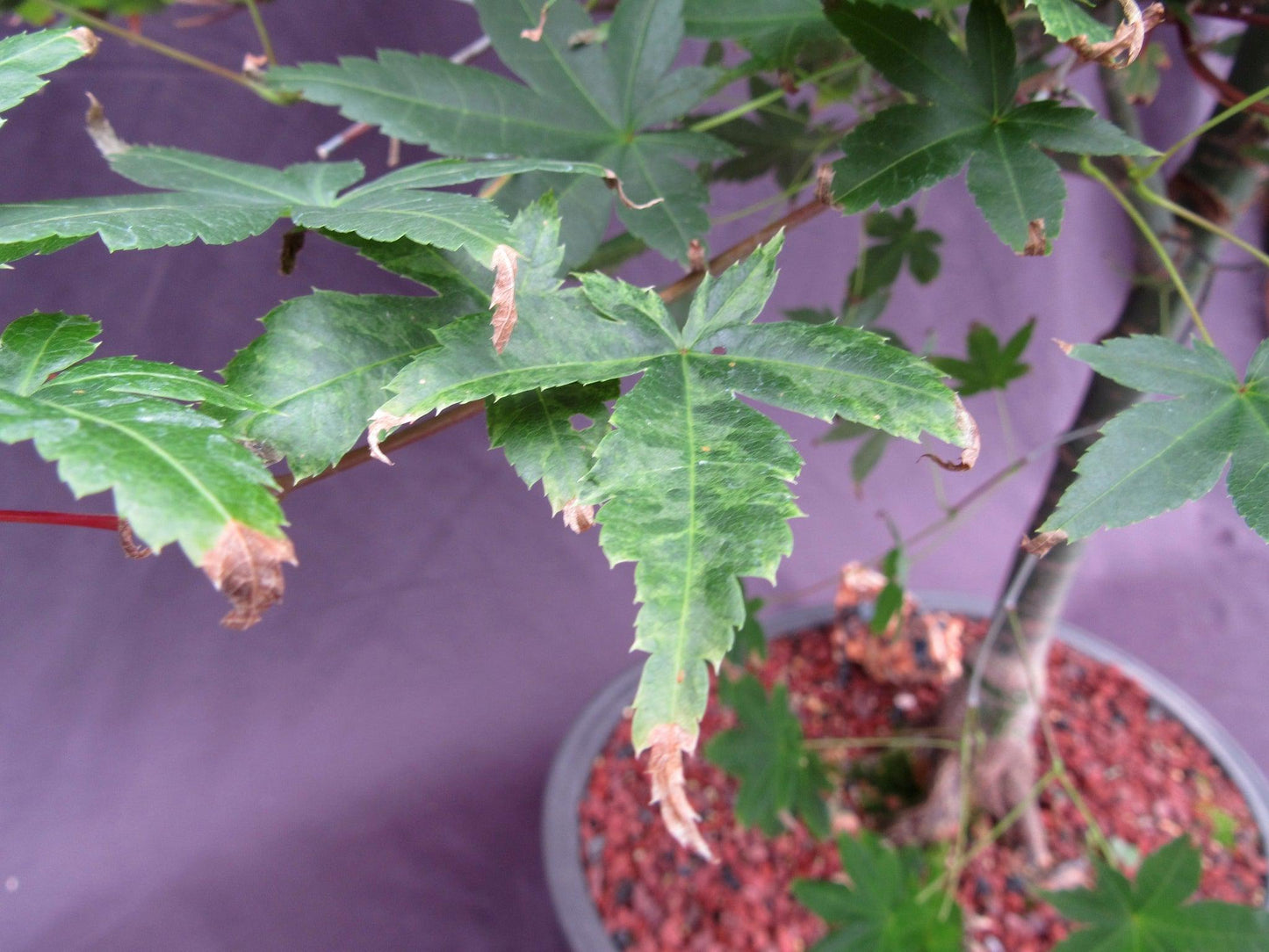 41 Year Old Shindeshojo Japanese Maple Specimen Bonsai Tree