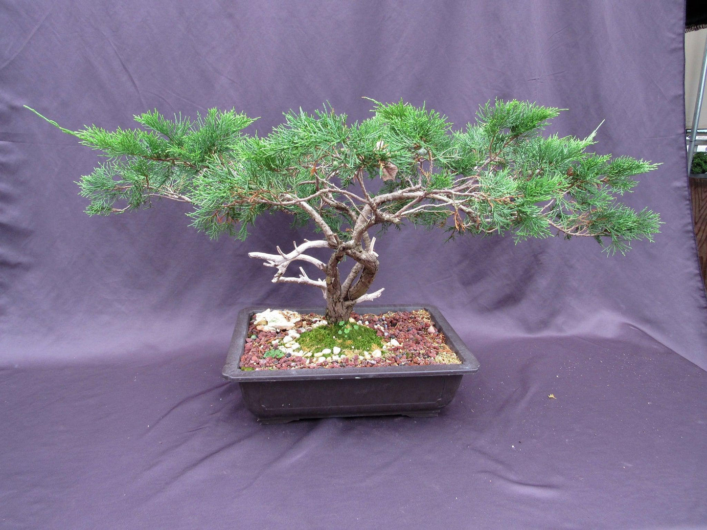 66 Year Old Savin Juniper Specimen Bonsai Tree