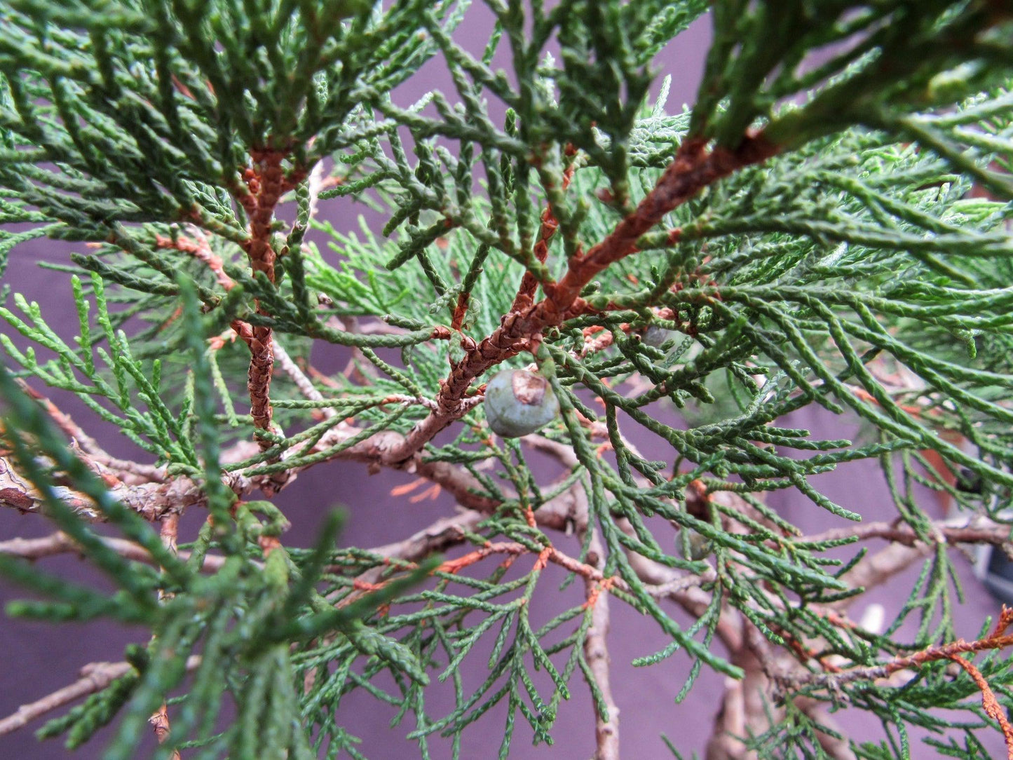 66 Year Old Savin Juniper Specimen Bonsai Tree