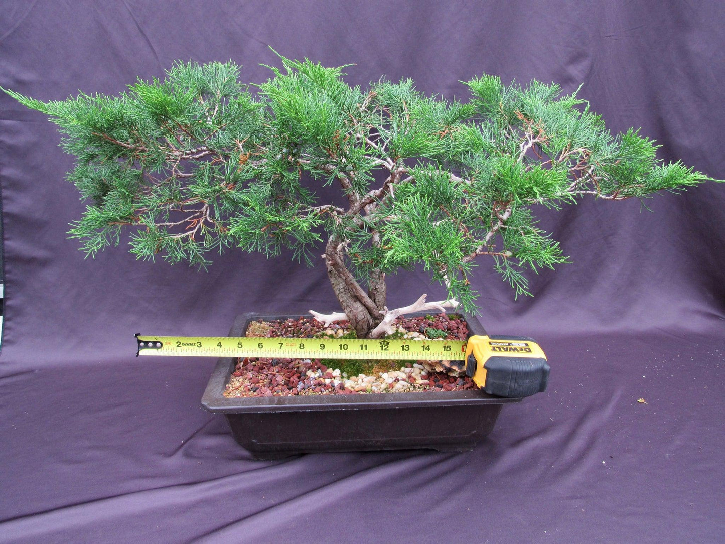 66 Year Old Savin Juniper Specimen Bonsai Tree