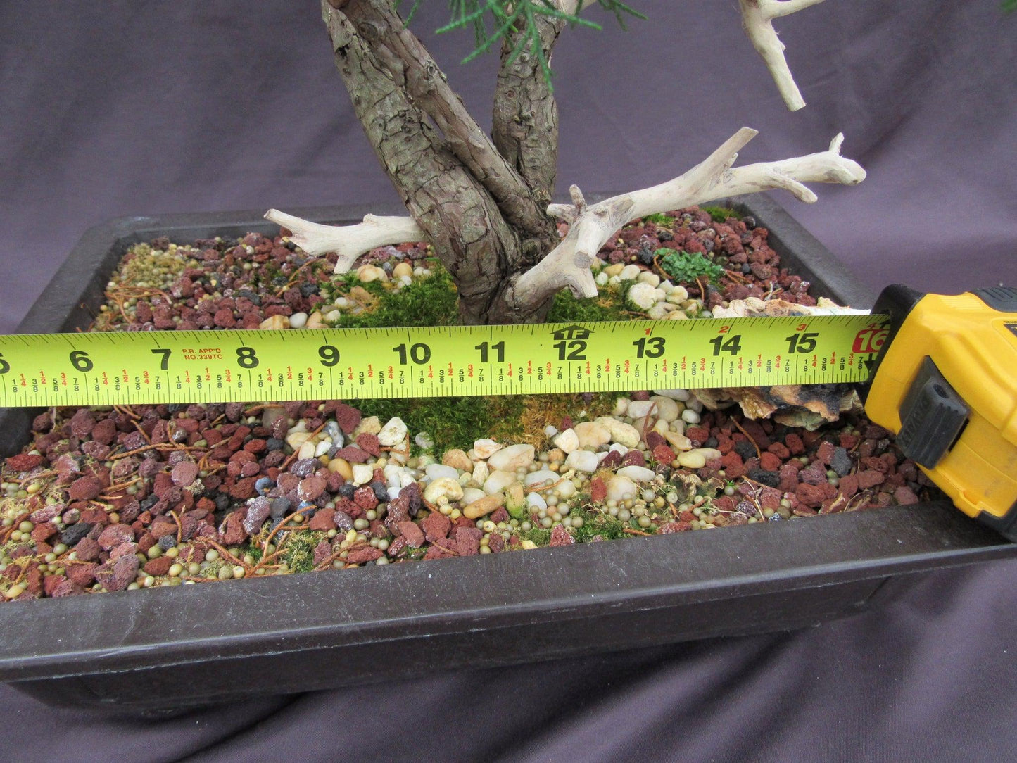66 Year Old Savin Juniper Specimen Bonsai Tree