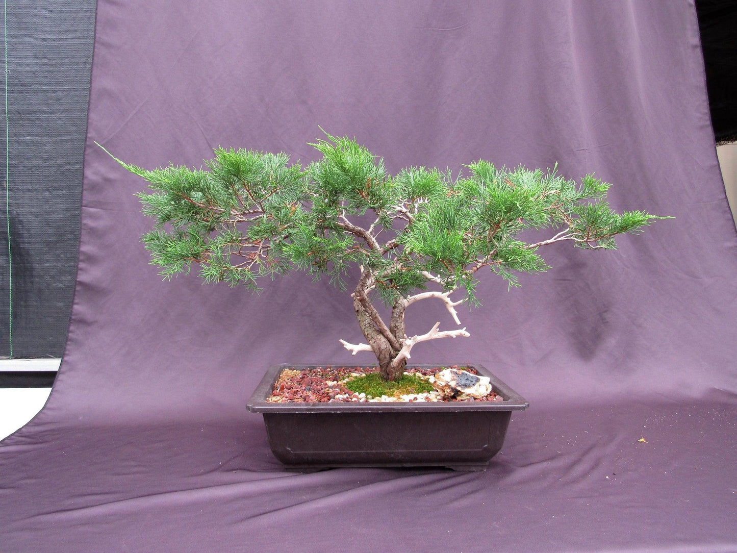 66 Year Old Savin Juniper Specimen Bonsai Tree
