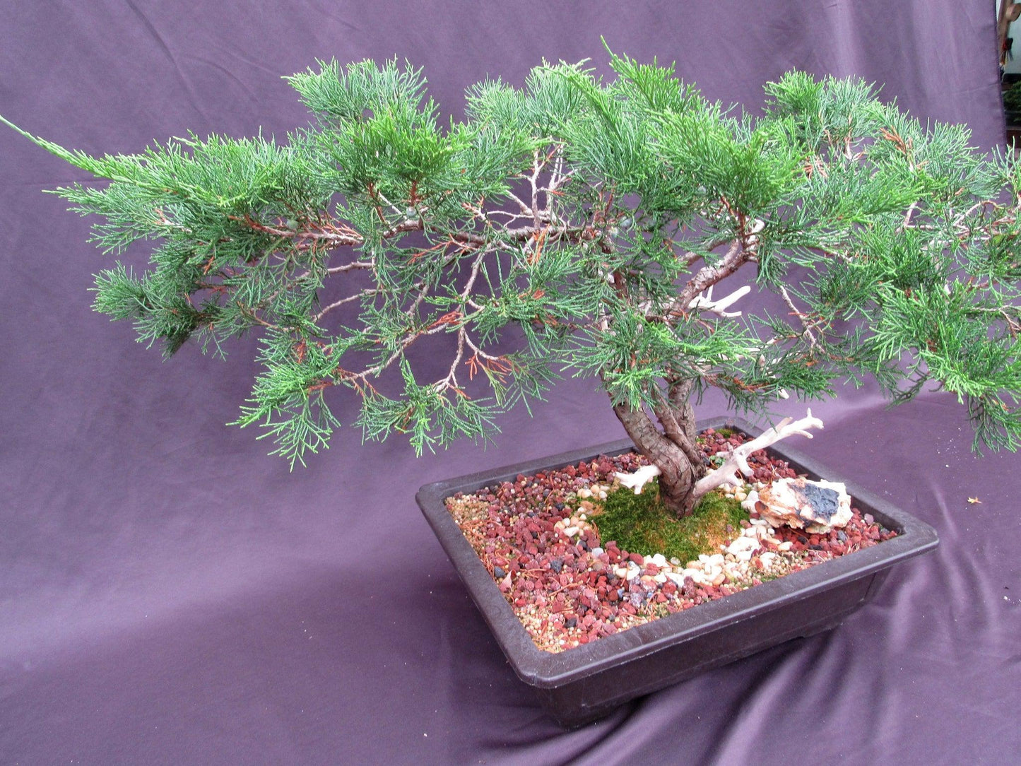 66 Year Old Savin Juniper Specimen Bonsai Tree