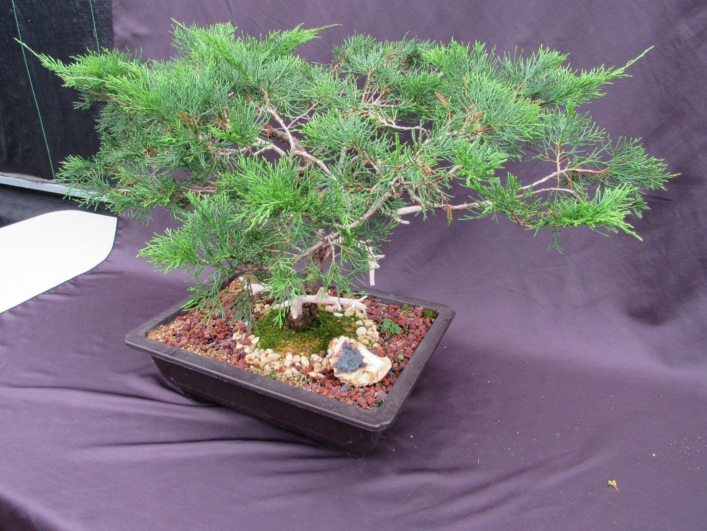 66 Year Old Savin Juniper Specimen Bonsai Tree