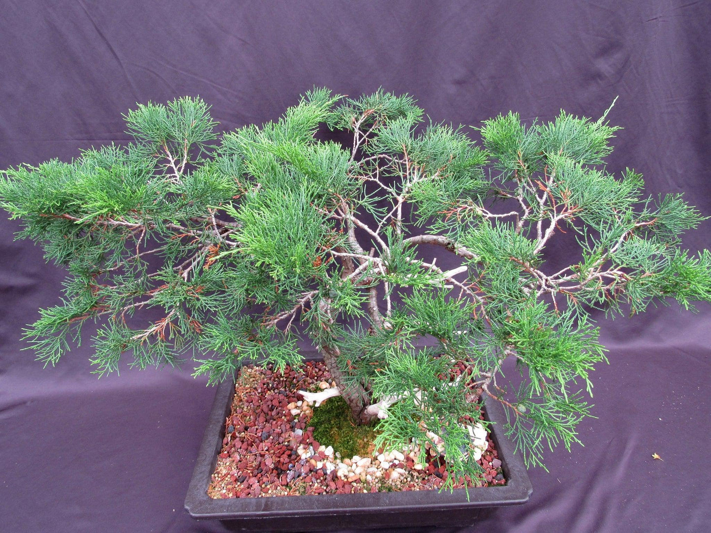 66 Year Old Savin Juniper Specimen Bonsai Tree