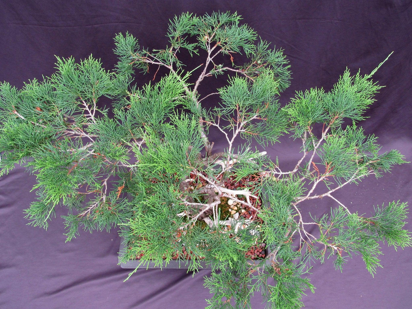 66 Year Old Savin Juniper Specimen Bonsai Tree