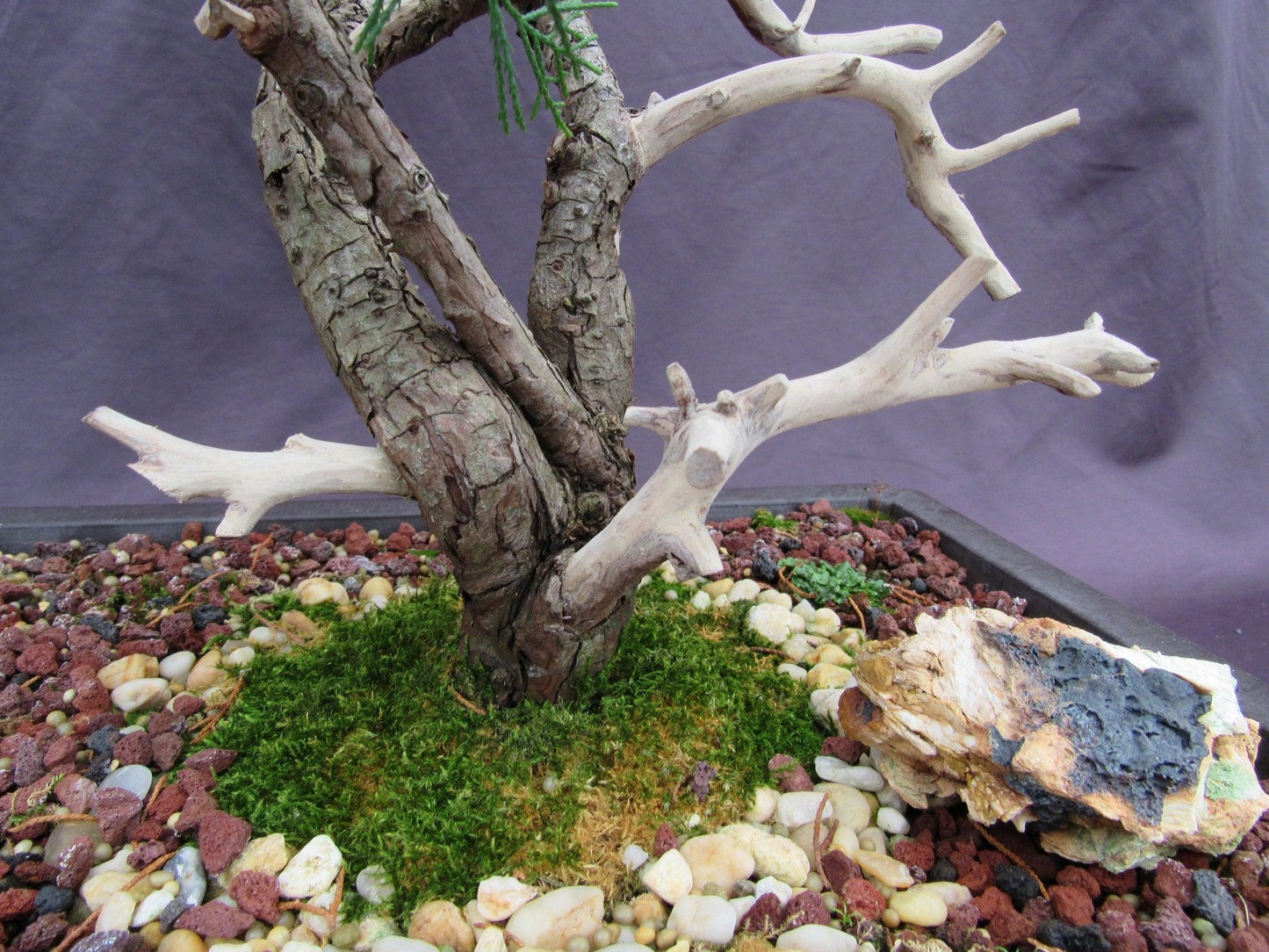 66 Year Old Savin Juniper Specimen Bonsai Tree