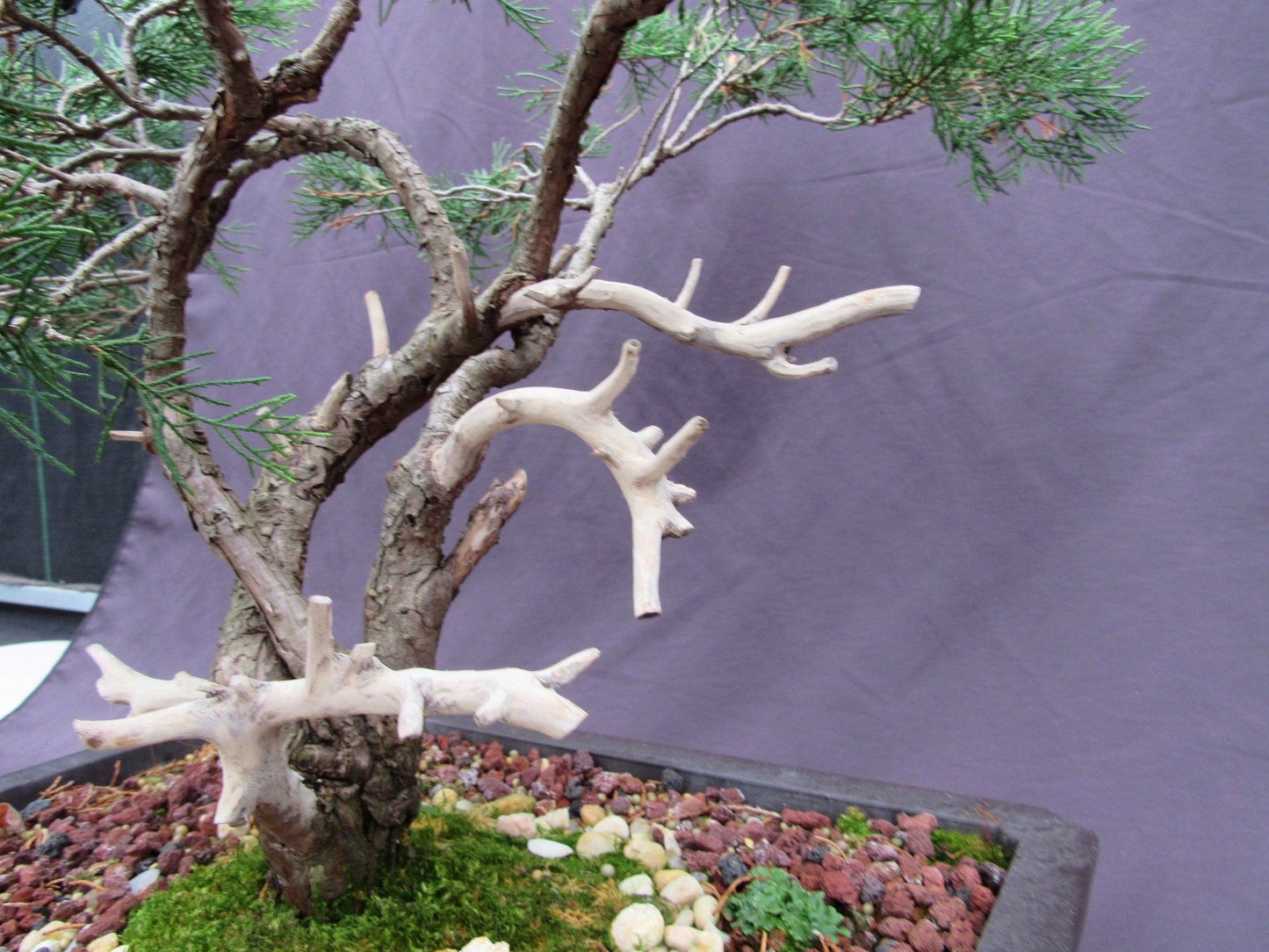 66 Year Old Savin Juniper Specimen Bonsai Tree