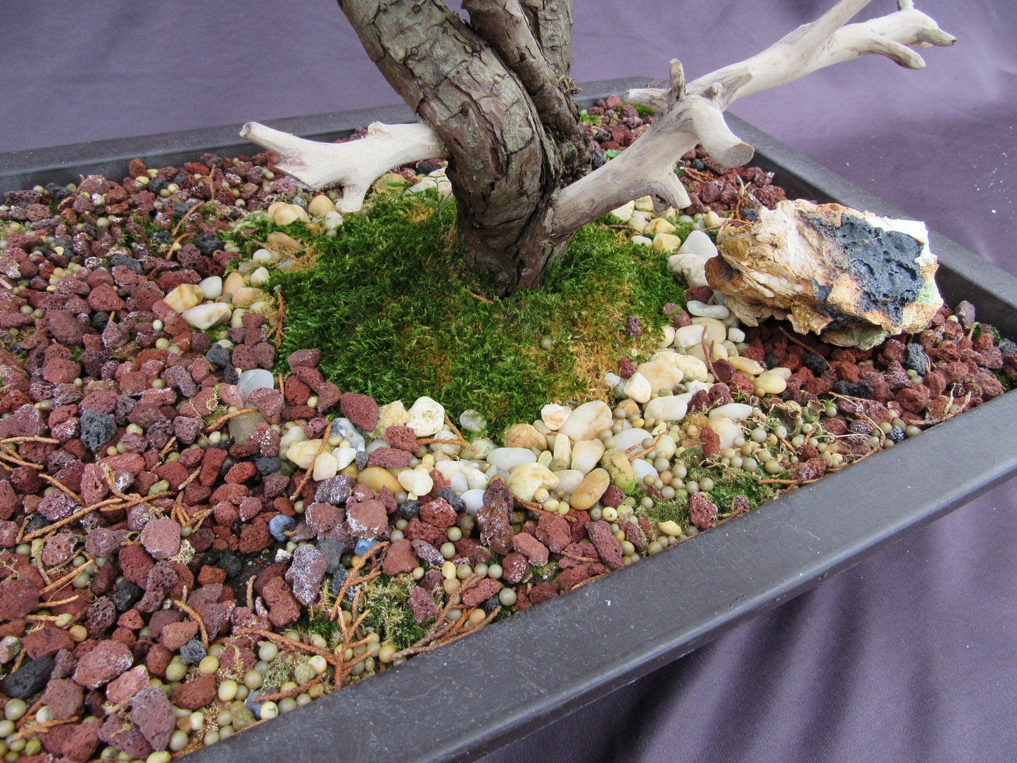 66 Year Old Savin Juniper Specimen Bonsai Tree