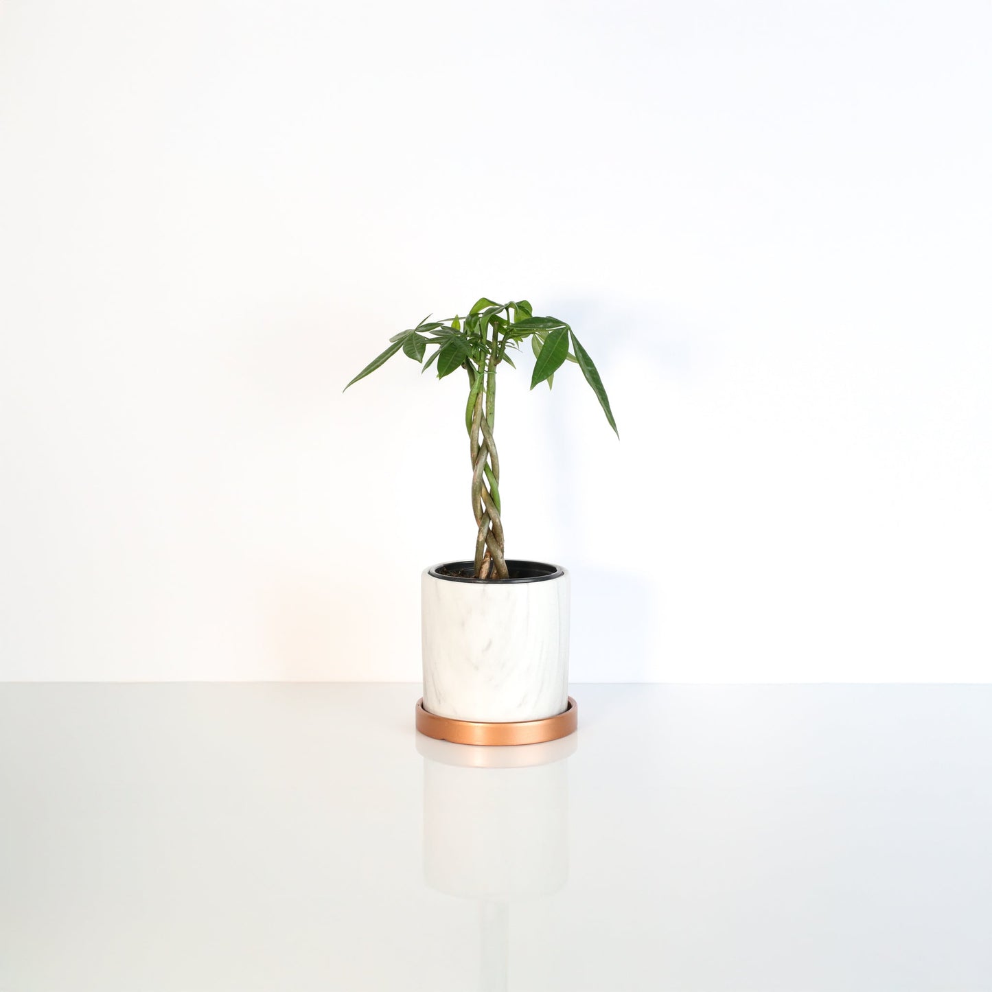 Lucky Braided Money Tree Plant