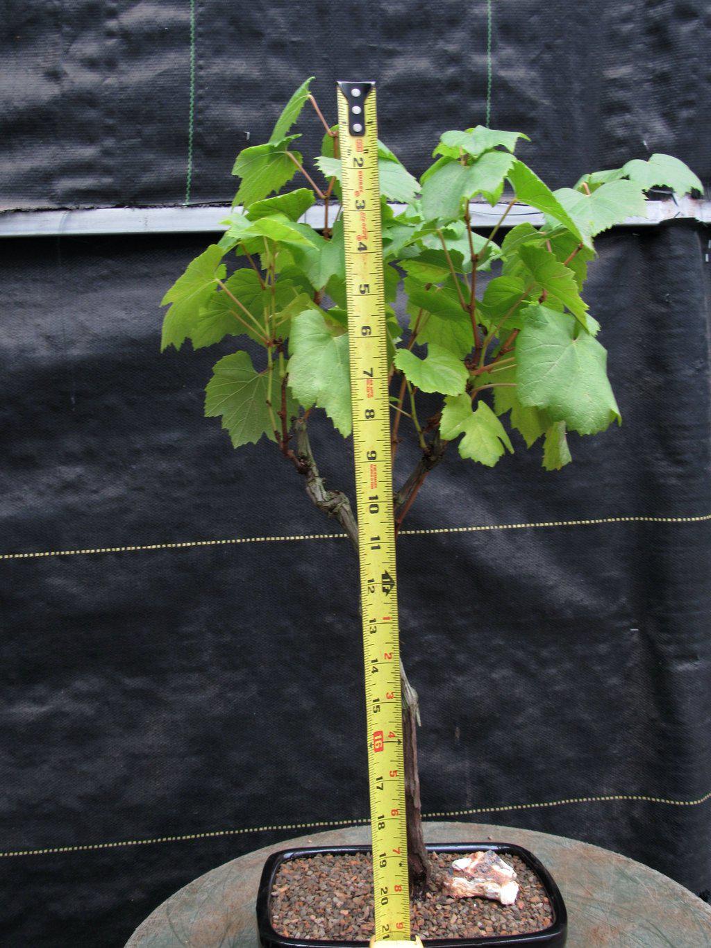 Chardonnay Grape Bonsai Tree