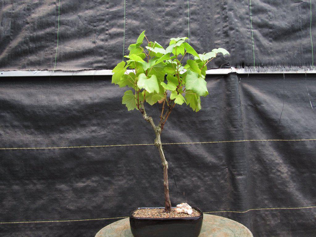 Chardonnay Grape Bonsai Tree