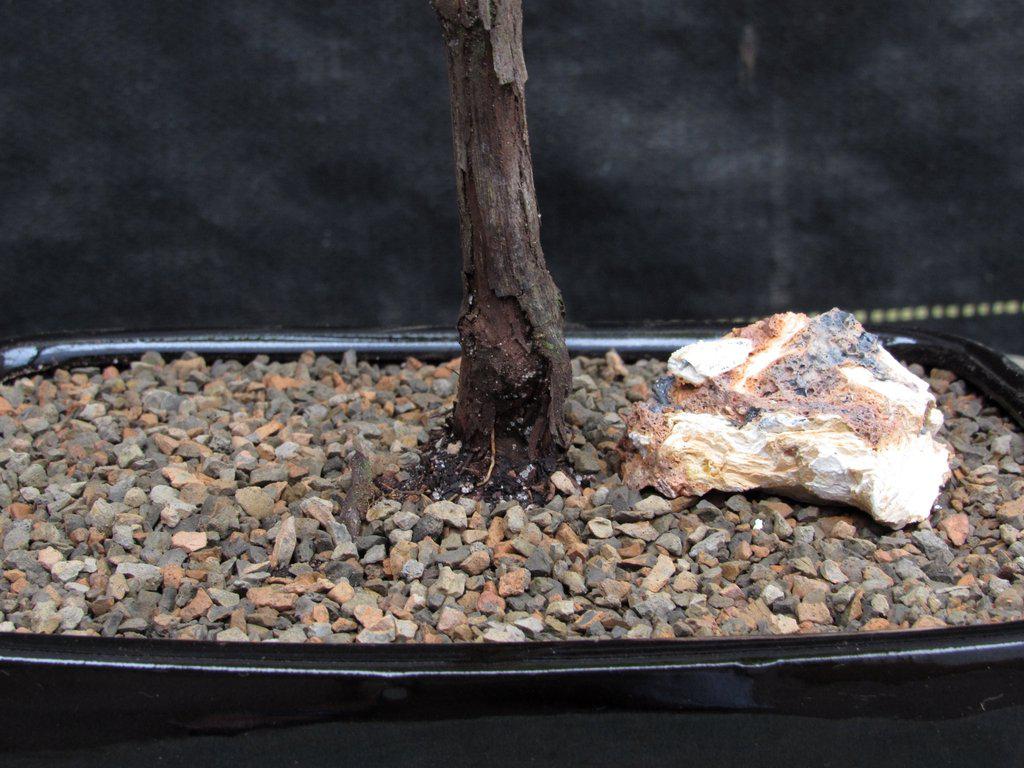 Chardonnay Grape Bonsai Tree