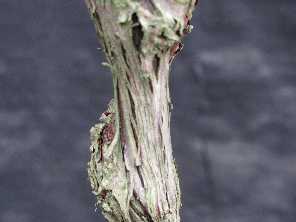 Chardonnay Grape Bonsai Tree