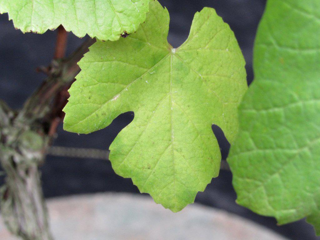 Chardonnay Grape Bonsai Tree