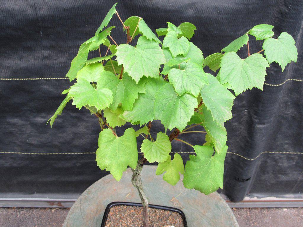 Chardonnay Grape Bonsai Tree