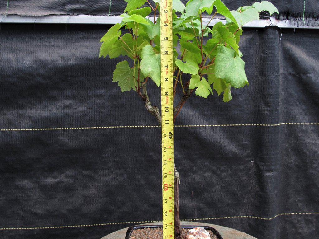 Chardonnay Grape Bonsai Tree