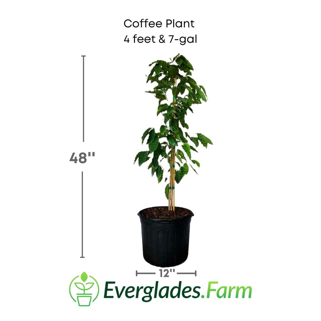 Coffee Plant