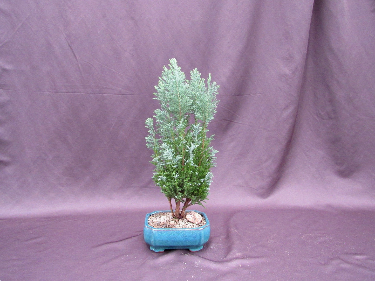 European Cypress Bonsai Tree