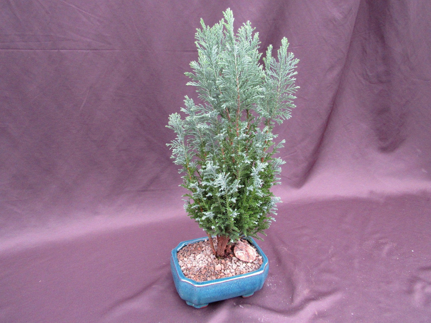 European Cypress Bonsai Tree