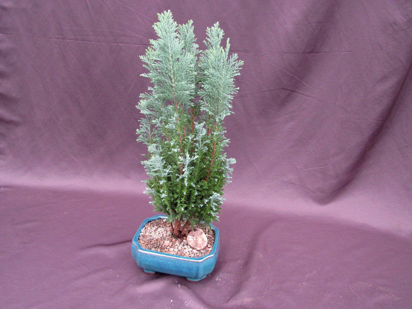 European Cypress Bonsai Tree