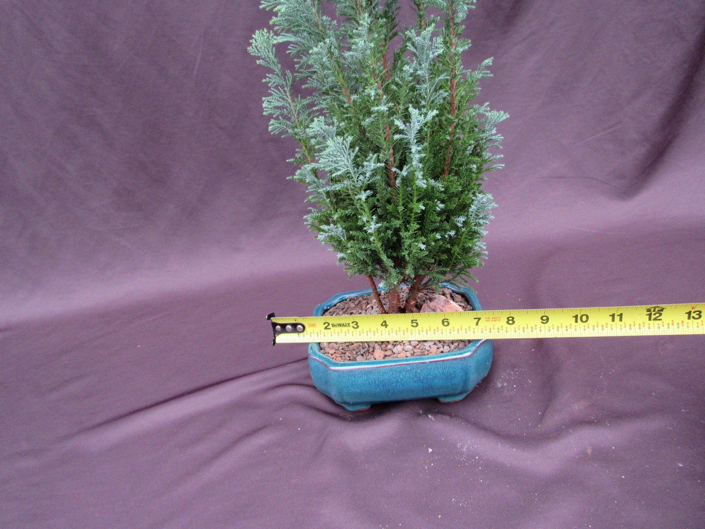 European Cypress Bonsai Tree