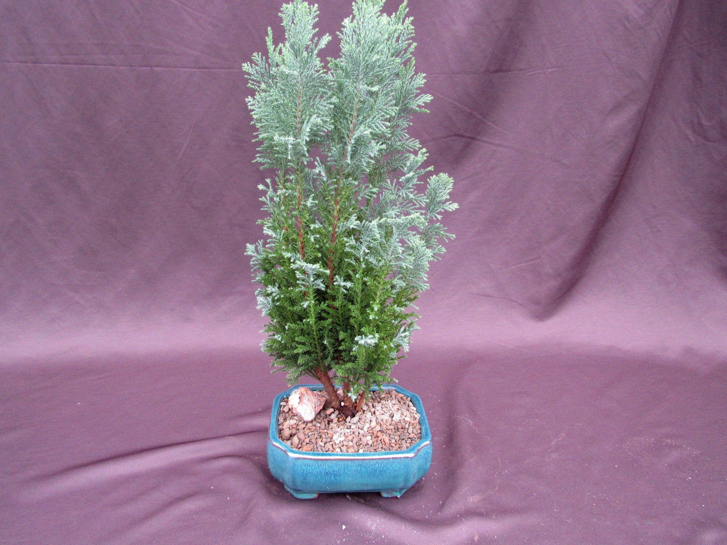 European Cypress Bonsai Tree