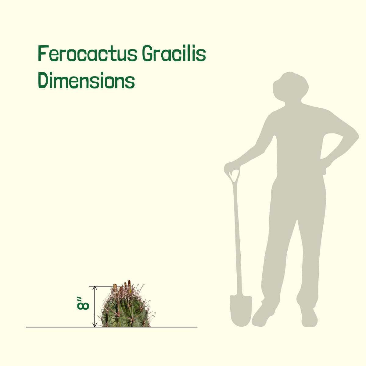 Ferocactus Gracilis