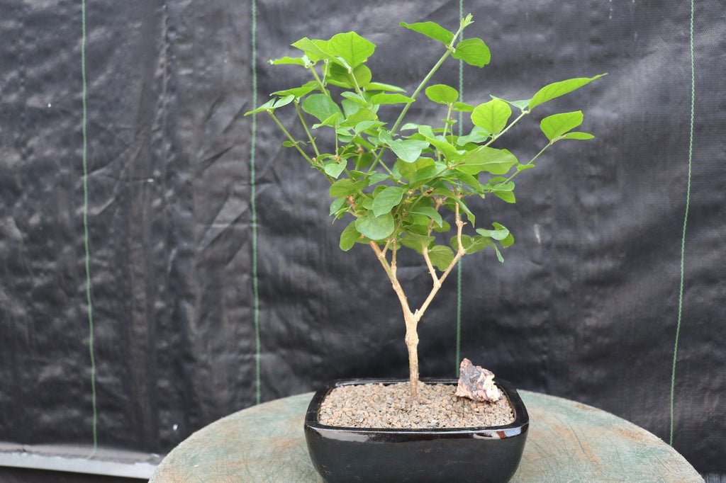 Flowering Arabian Jasmine Bonsai Tree