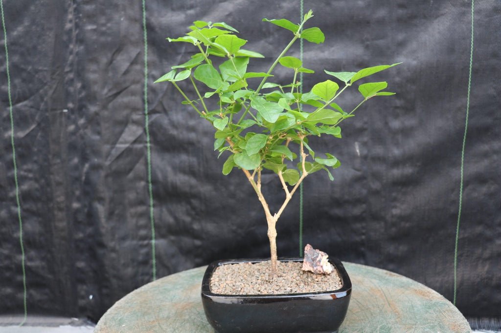 Flowering Arabian Jasmine Bonsai Tree