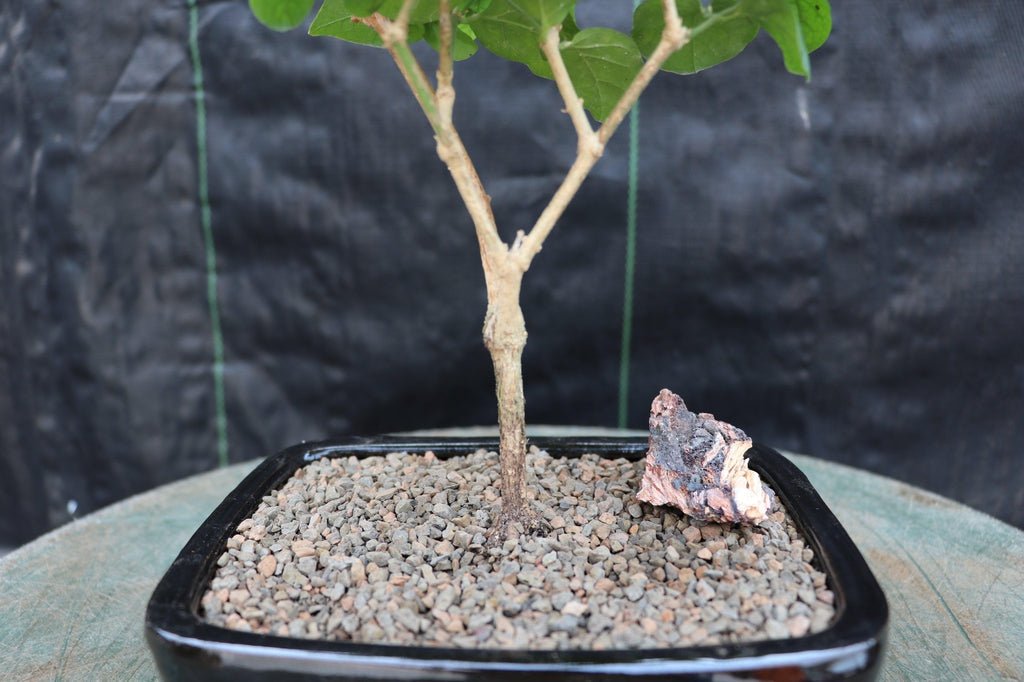 Flowering Arabian Jasmine Bonsai Tree
