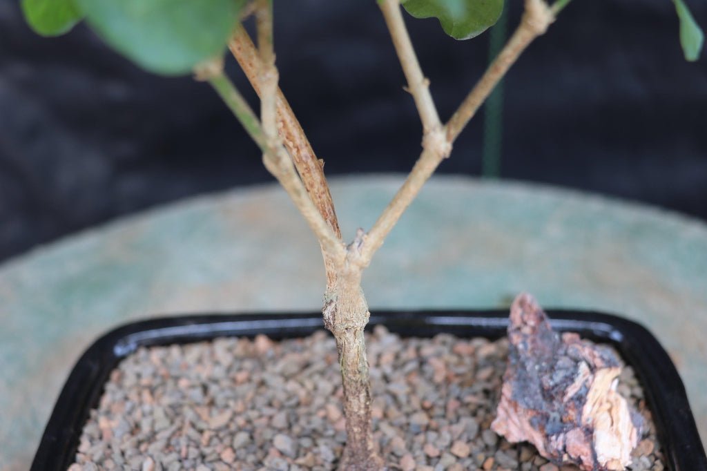 Flowering Arabian Jasmine Bonsai Tree