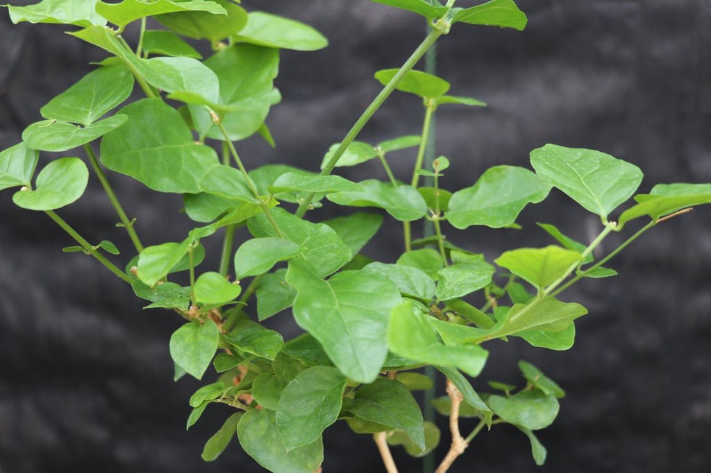 Flowering Arabian Jasmine Bonsai Tree