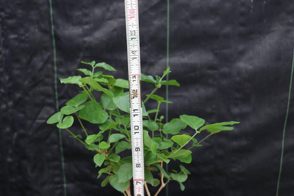 Flowering Arabian Jasmine Bonsai Tree
