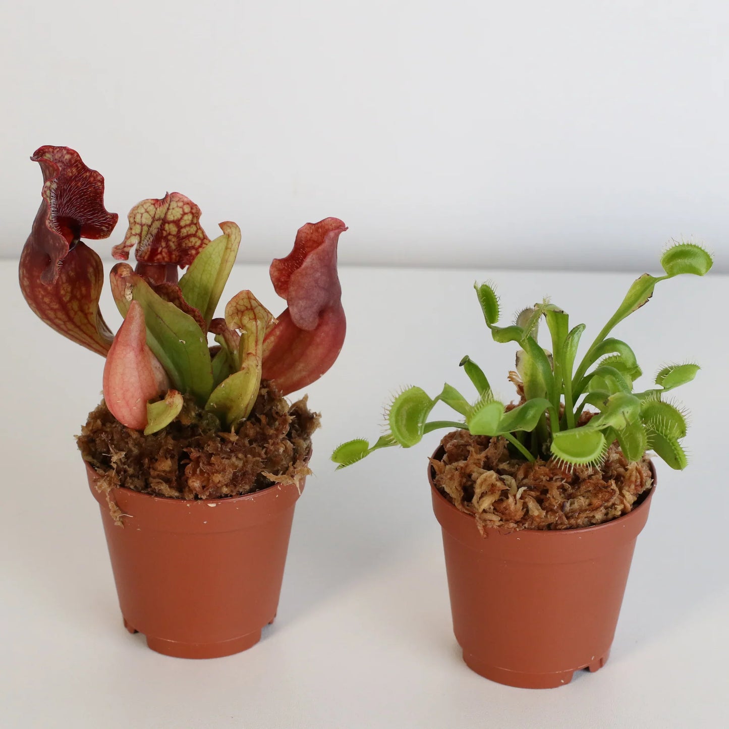 Trap Stars Duo Carnivorous Plant Bundle