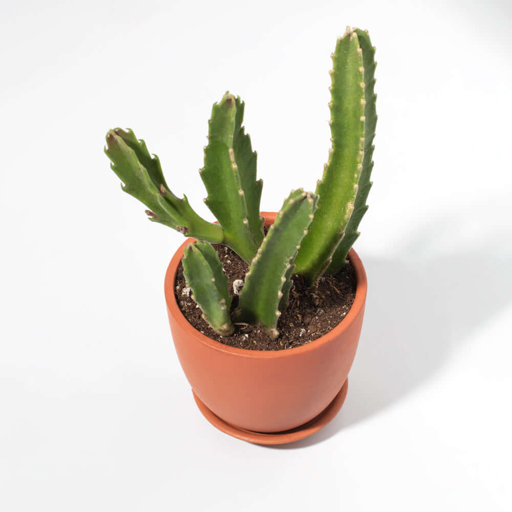 Stapelia Gigantea Zulu Giant Stafish Succulent