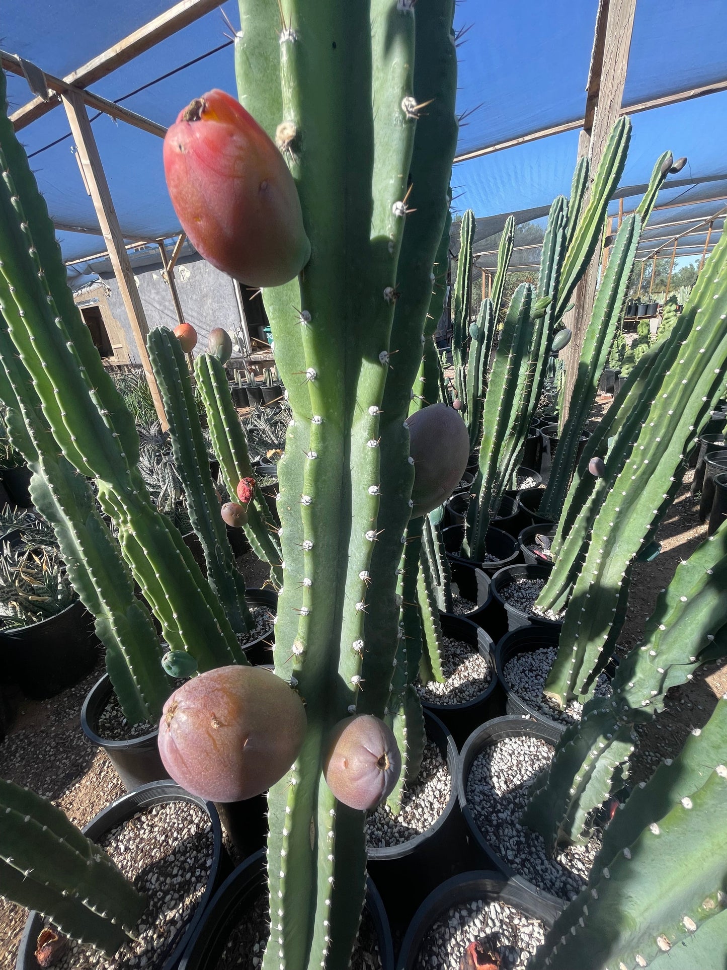 Peruvian Apple Cactus