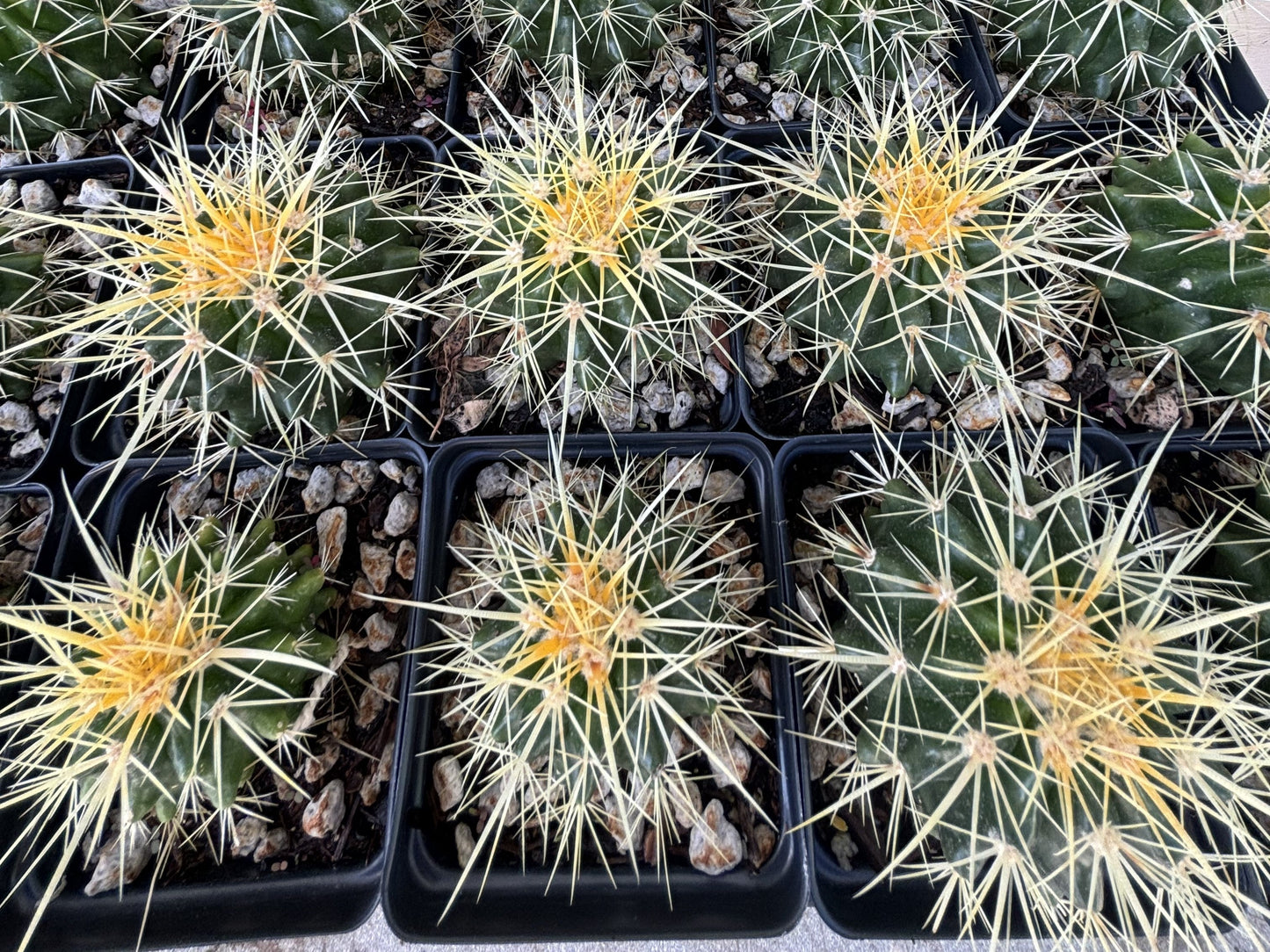 Golden Barrel Cactus