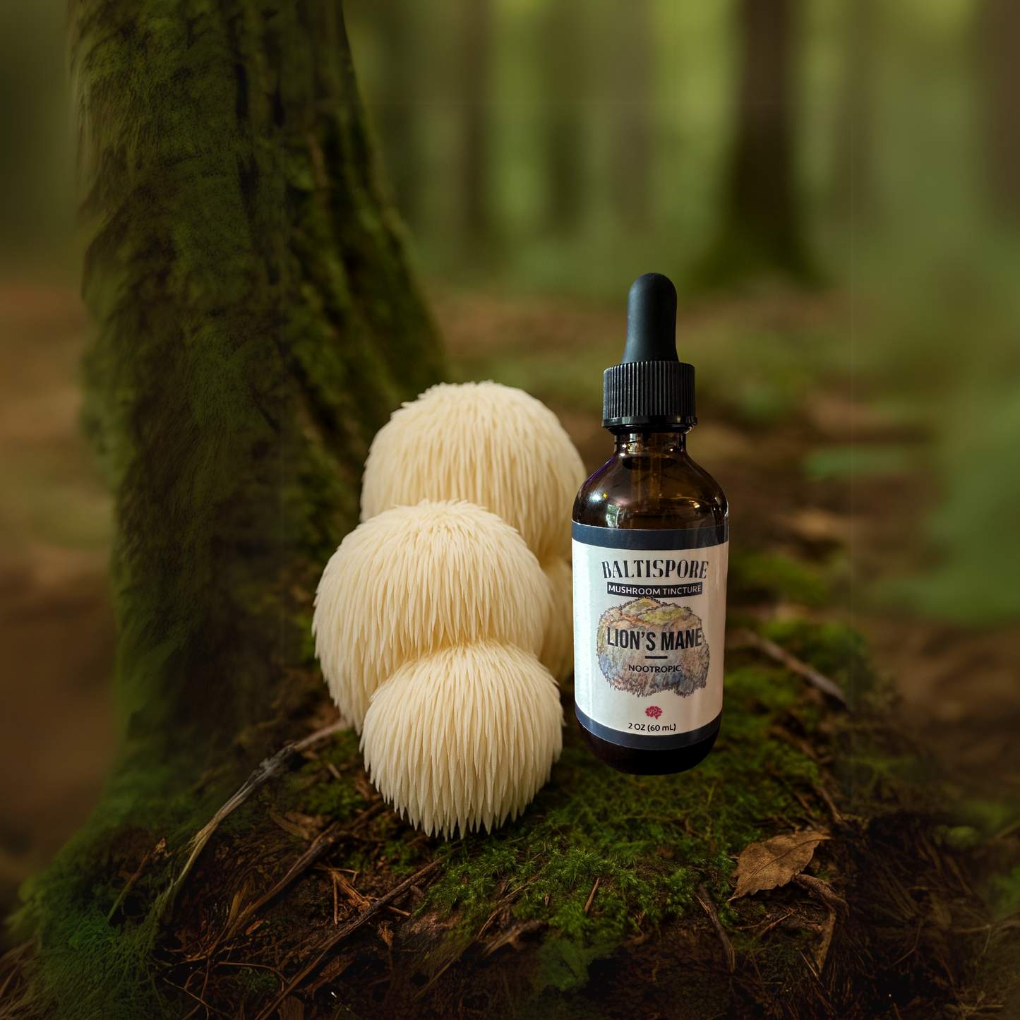 Lion’s Mane Mushroom Tincture