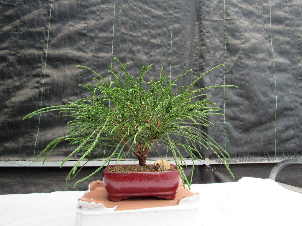 Western Red Cedar Bonsai Tree
